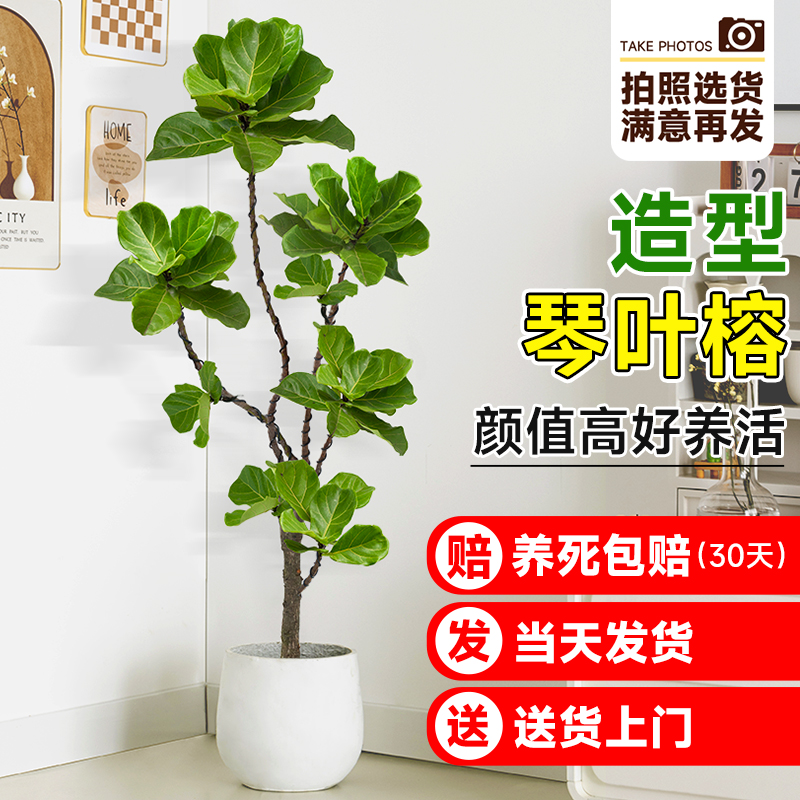 琴叶榕客厅绿植室内大型植物盆栽造型落地大号禄植老桩好养黄金榕