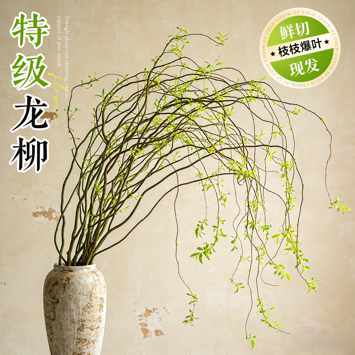 龙柳鲜枝水培植物雪柳干枝客厅绿植花卉带花苞柳条枝室内盆栽好养