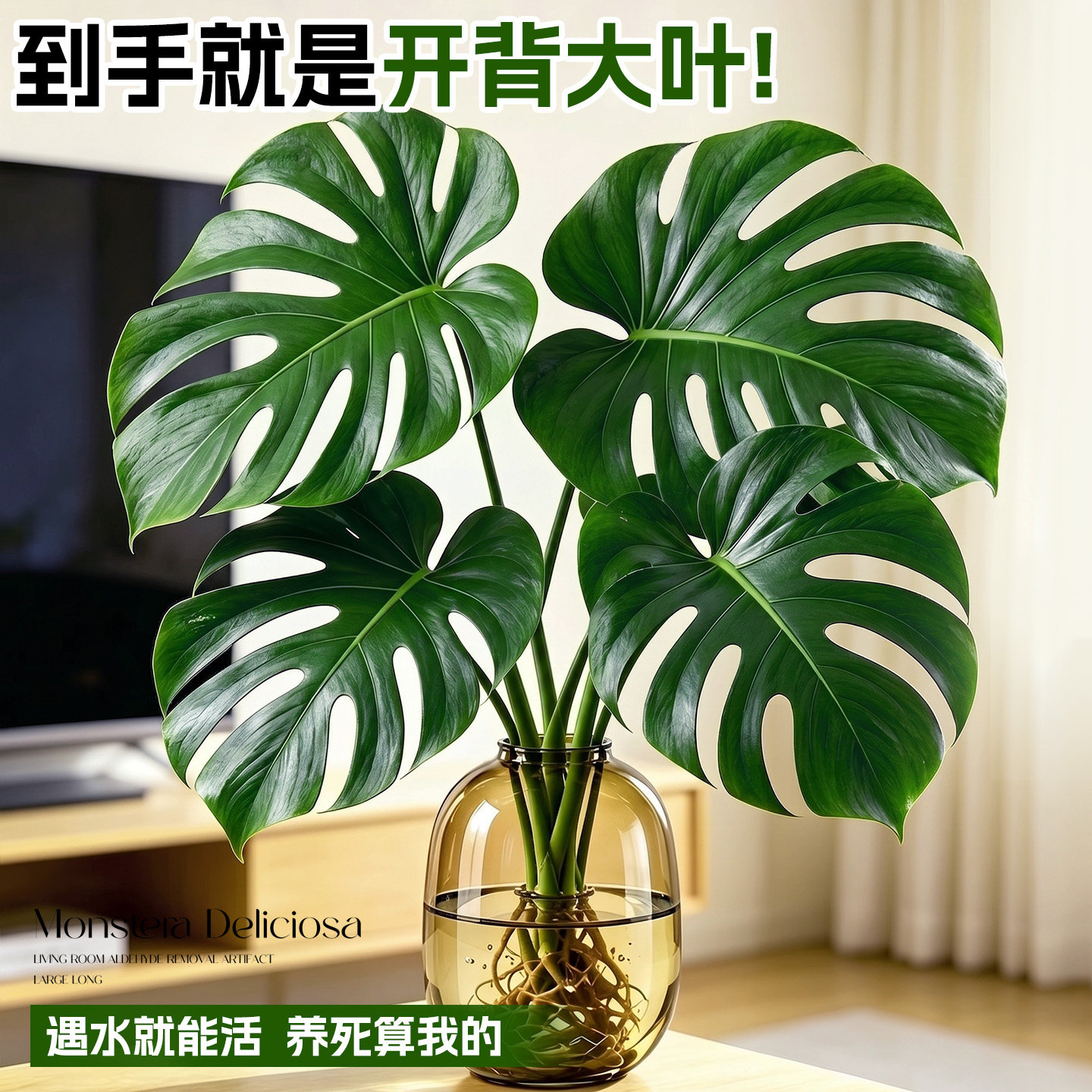 龟背竹水培老桩大叶室内好养图片