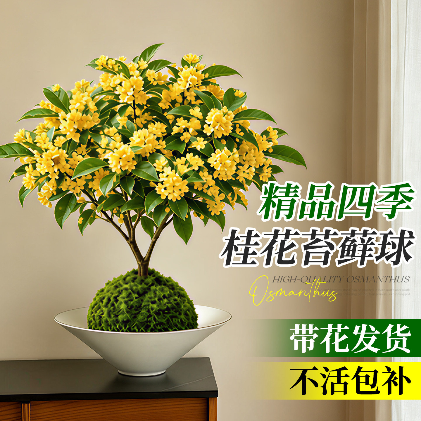 四季桂花盆栽水培植物苔藓球浓香型花卉室内客厅好养桌面绿植摆件