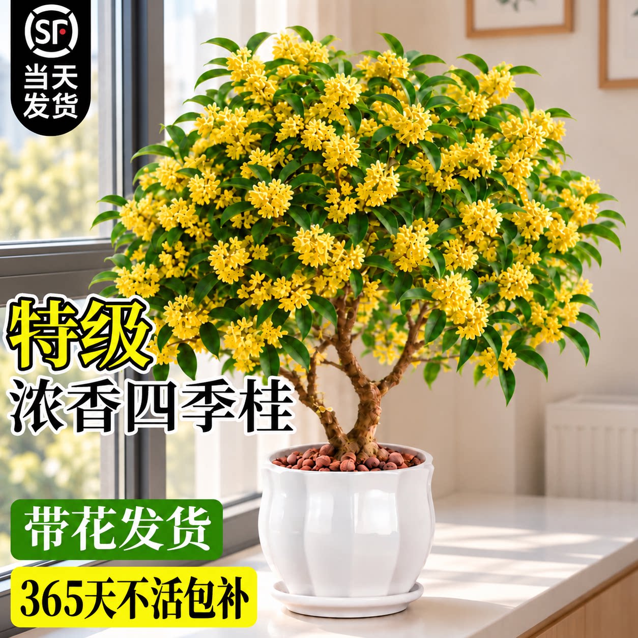 【四季桂】特级桂花盆栽不活包赔图片