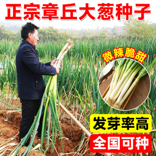 【假一赔十】山东章丘大葱种子高