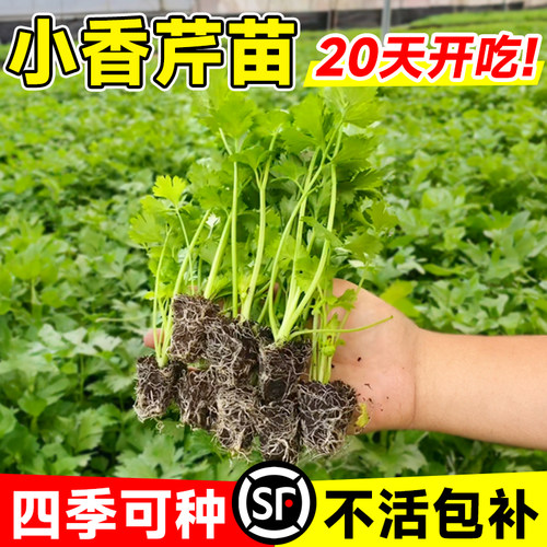 四季小香芹皇后西芹老品种
