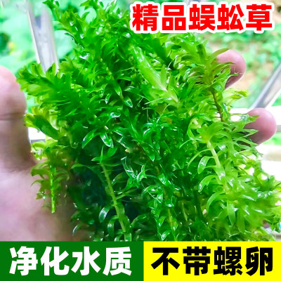 精品蜈蚣草鱼缸造景新手水草