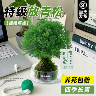 放青松雾凇苔藓球放轻松办公室内创意工位懒人好养绿植桌面摆件