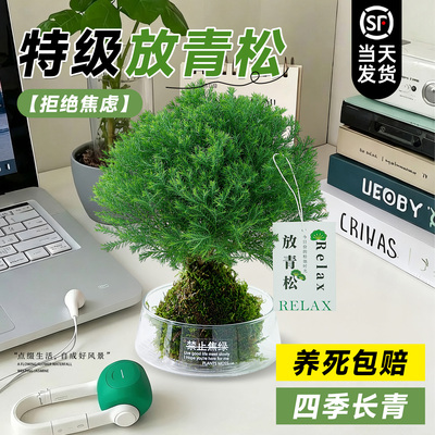 放青松雾凇苔藓球拒绝焦虑放轻松