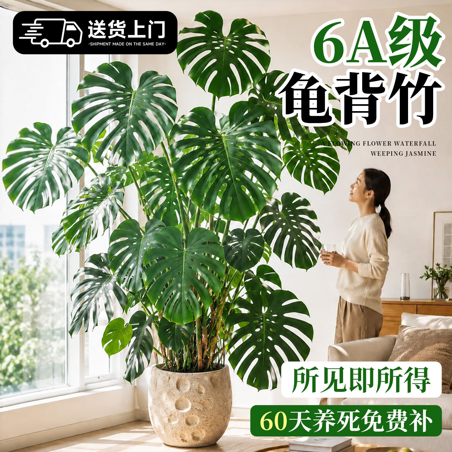 【不活包赔】6A级大叶提根龟背竹图片
