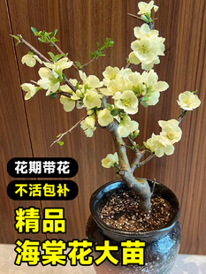 绿宝石海棠花盆栽树苗长寿冠老桩室内阳台绿植垂丝海棠四季开花卉