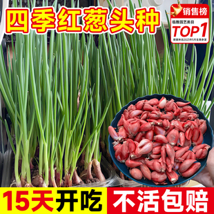 四季小香葱种头红葱头种盆栽阳台室内外种植蔬菜种籽孑子火葱种子