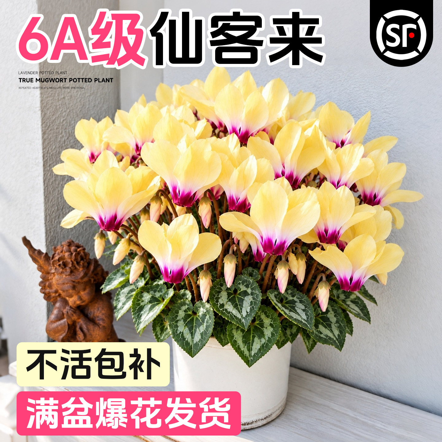 仙客来盆栽带花重瓣特大号花苗兔耳花卉盆栽带花苞小青龙室内阳台