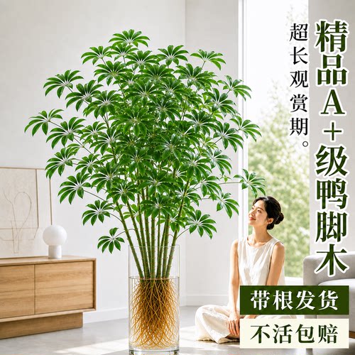 【不活包补】水培鸭脚木四季常绿