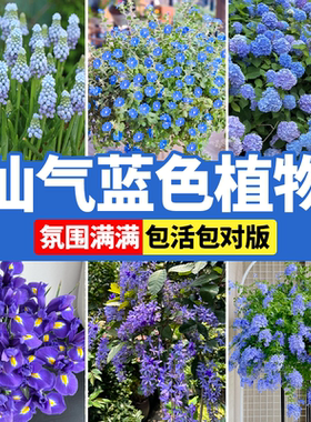 蓝色花卉植物开蓝色花蓝雪花鸢尾花庭院阳台花卉盆栽易活四季绿植
