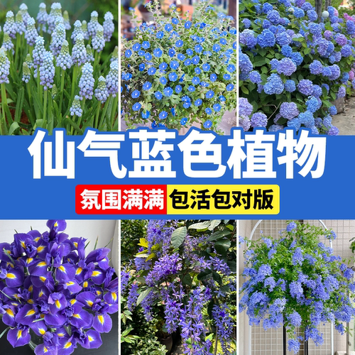 仙气蓝色花卉绿植四季好养