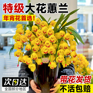 大花蕙兰带花苞盆栽年宵花兰花植物室内鲜花花卉客厅绿植耐寒惠兰