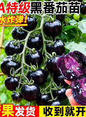 5A特级黑番茄苗30天爆果不活包赔