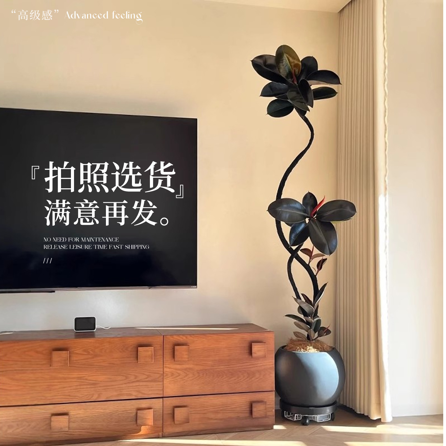黑金刚橡皮树室内绿植四季好养