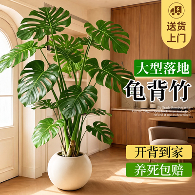 龟背竹客厅大型落地绿植好养