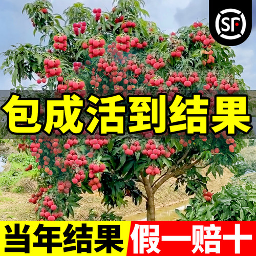无核荔枝树苖大苗嫁接桂味果树苗