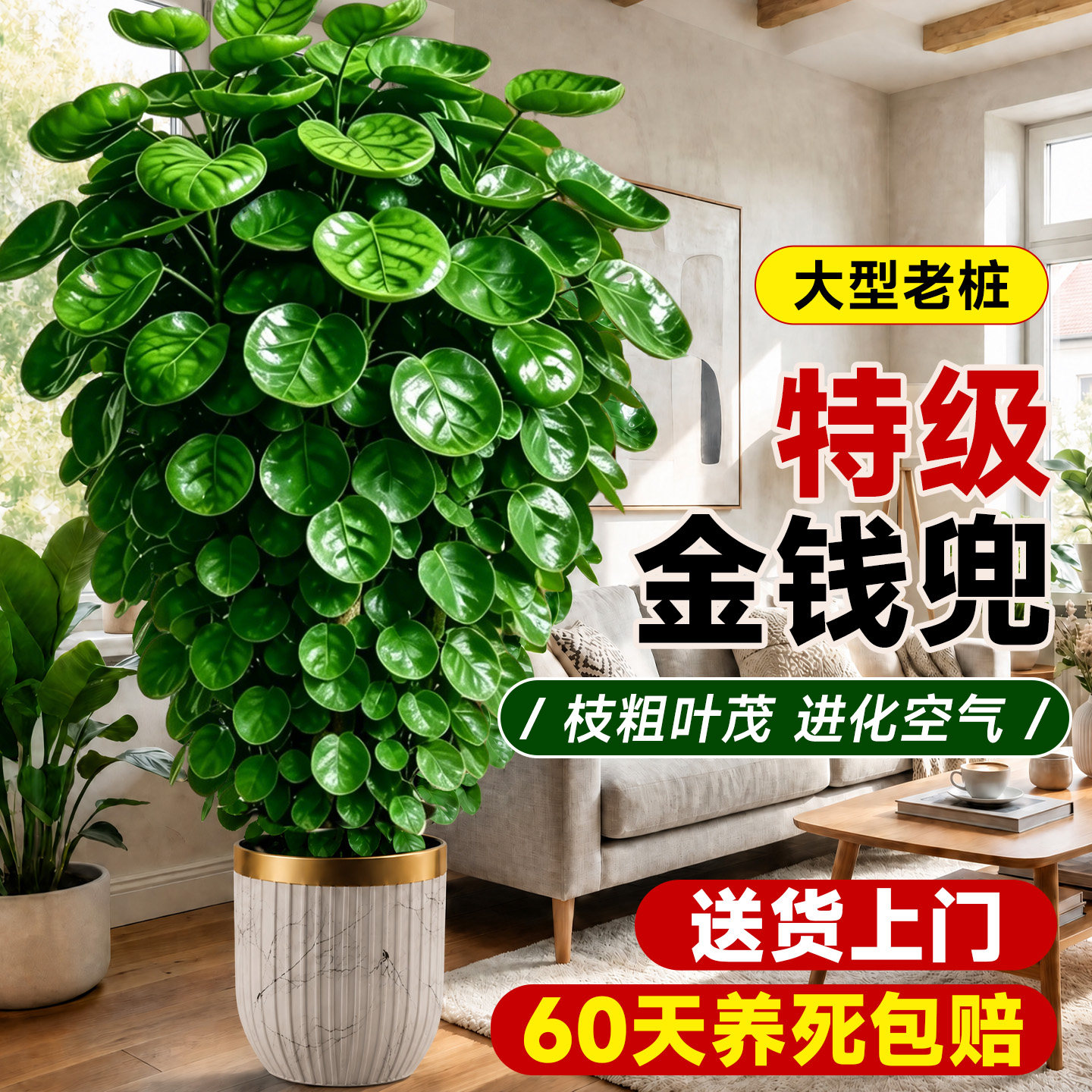 金钱树金钱兜福禄桐盆栽大型绿植室内客厅高级感发财树办公旺宅树