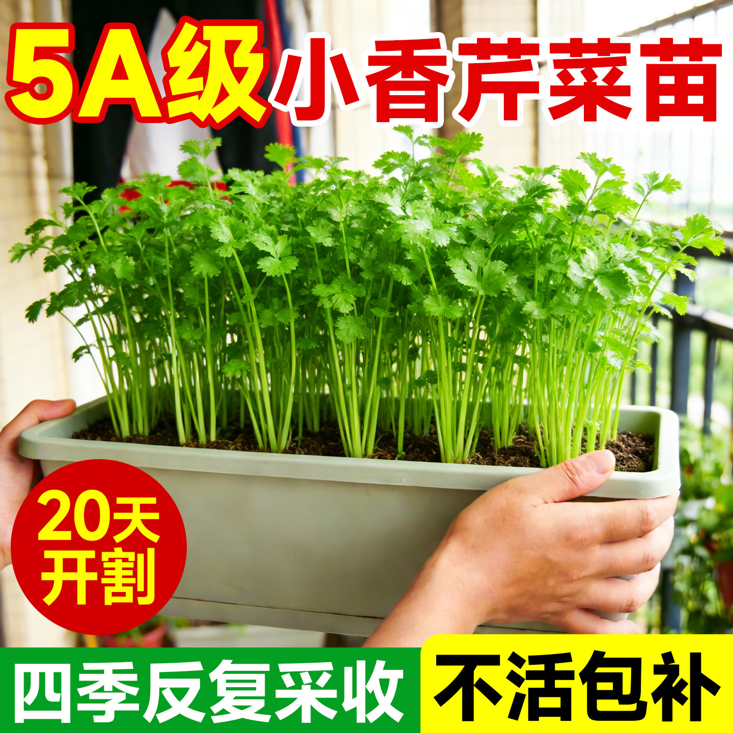 芹菜苗四季小香芹菜苗秧种子老品种家庭阳台种植蔬菜盆栽高产批发