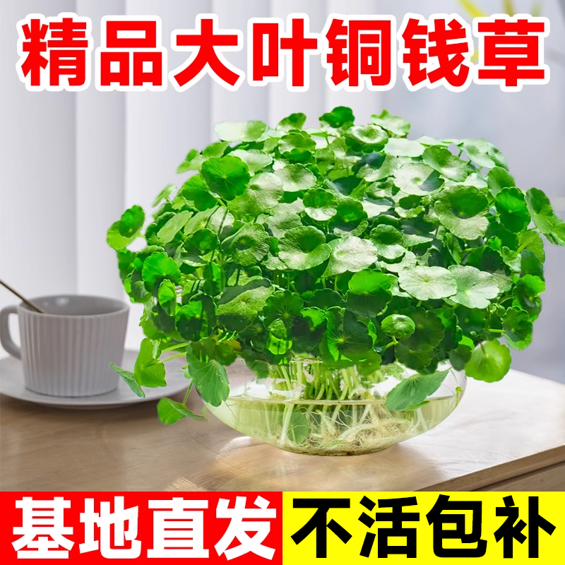 带叶铜钱草水培植物四季好养活