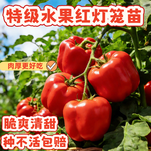彩椒苗盆栽红灯笼椒甜椒特大高产辣椒秧苗蔬菜苗种子高产四季阳台