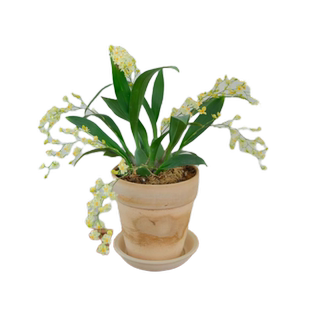 文心兰花盆栽带花苞蜜糖梦香水培植物客厅特级带盆花卉室内好养苗