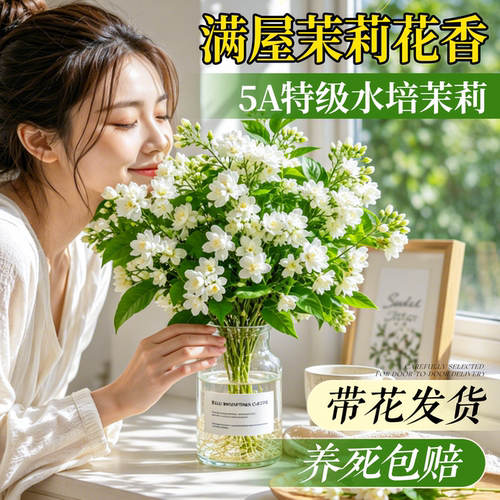 特级水培茉莉花遇水爆花不活包赔