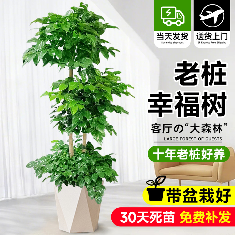 幸福树客厅大盆栽老桩绿植室内平安树盆景净化空气植物四季好养活