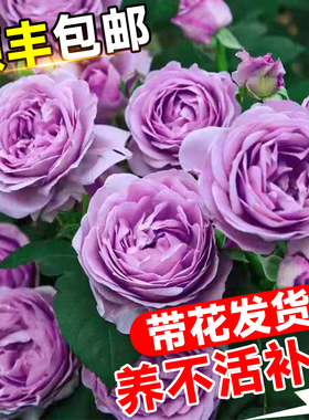 蓝色风暴月季大花苗盆栽日本灌木紫月季果汁阳台庭院花卉阴雨玫瑰