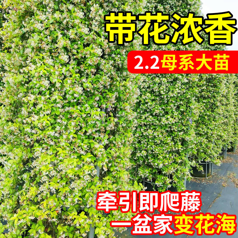 【别墅专供】风车茉莉带花盆栽苗