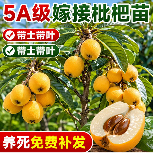 【大土球发货】养不活直接赔