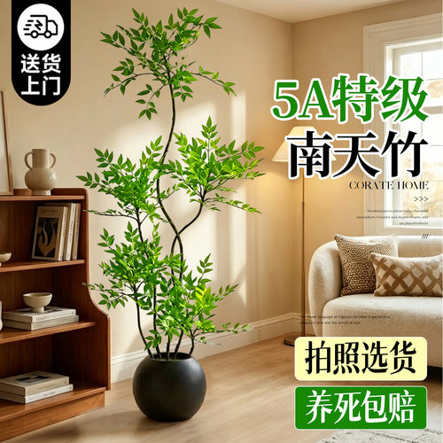 【5A特级南天竹】送货上门包成活