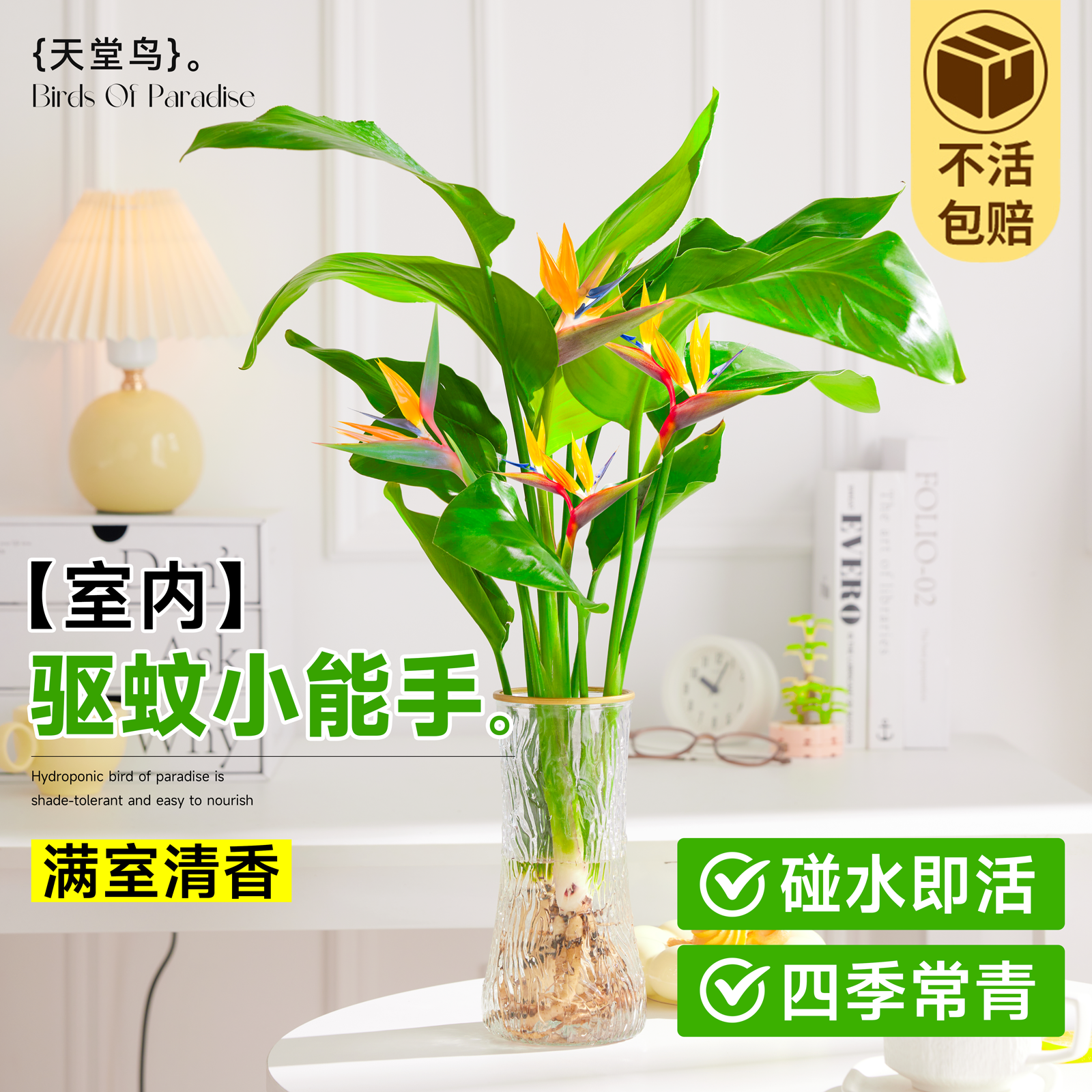 天堂鸟水培植物鹤望兰花卉树苗盆栽室内客厅绿植四季好养活吸甲醛,鲜花速递/花卉仿真/绿植园艺,大型绿植/成品组合盆栽,淘宝优惠券,粉丝福利购,淘宝优惠卷