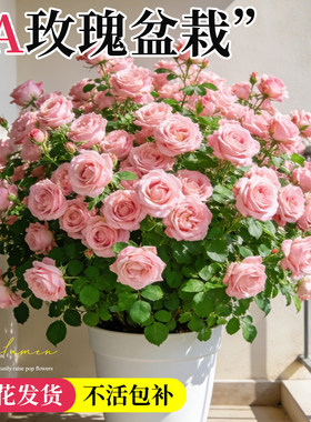 5A玫瑰花盆栽带花发不活包补