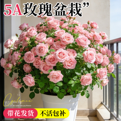 5A玫瑰花盆栽带花发不活包补