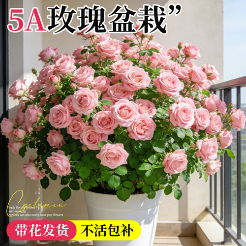 5A玫瑰花盆栽带花发不活包补