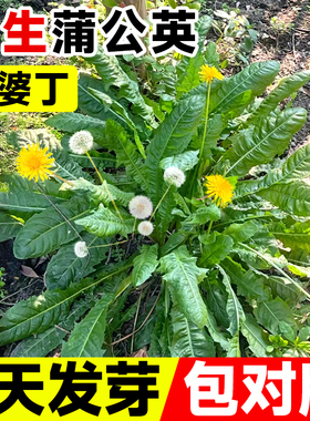 蒲公英种子野生婆婆丁食用蔬菜种籽四季野菜种孑浦公英苗种植盆栽