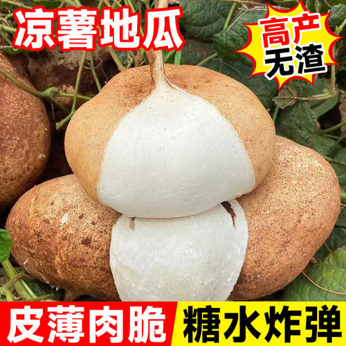 凉薯种籽牧马山地瓜高产水果土瓜