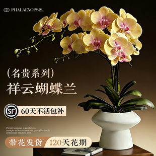 蝴蝶兰带花盆栽轻奢高级感特大号花苗带花苞兰花卉室内植物年宵花