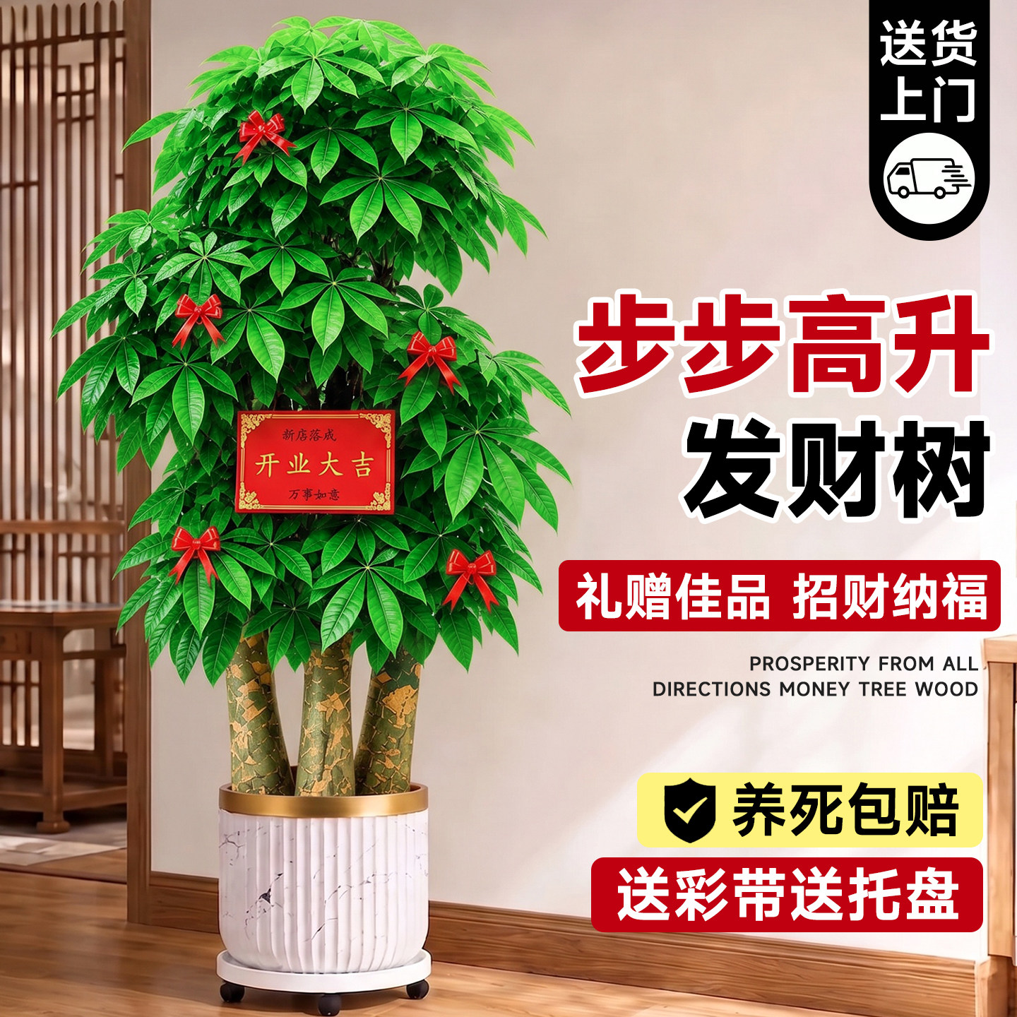 6A特级三杆发财树送货上门图片