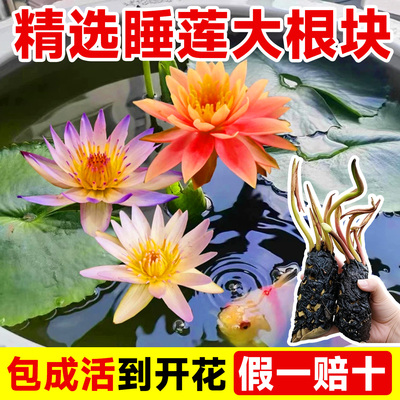 睡莲水培植物带花苞根块