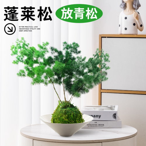 【放轻松】蓬莱松苔藓球桌面绿植