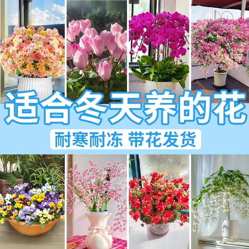 【耐寒耐冻】适合冬天养的花卉