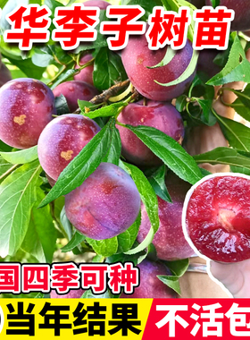 三华李子树苗红心新品种特大嫁接蜂糖李北南方种植水果树果苗大全