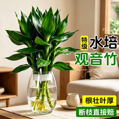 【带根发货】观音竹水培