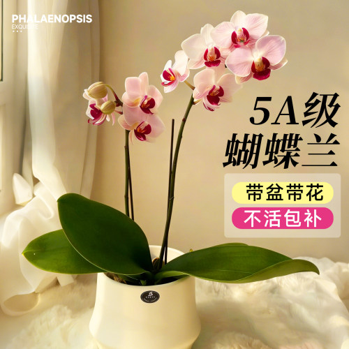 蝴蝶兰带花盆栽特大号客厅带花苞年宵花卉兰花大花型室内好养貂蝉