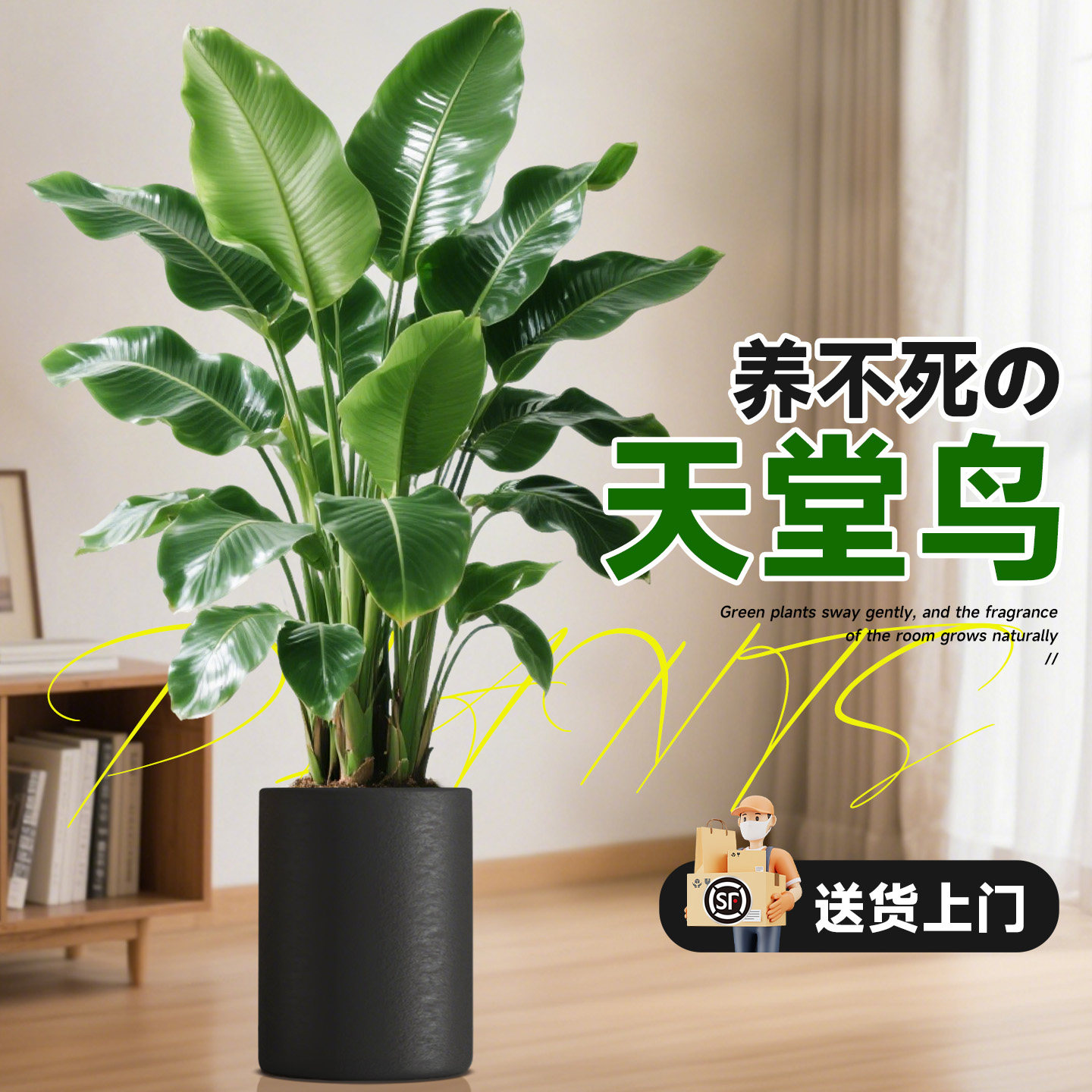 【顺丰包邮】天堂鸟客厅大盆栽