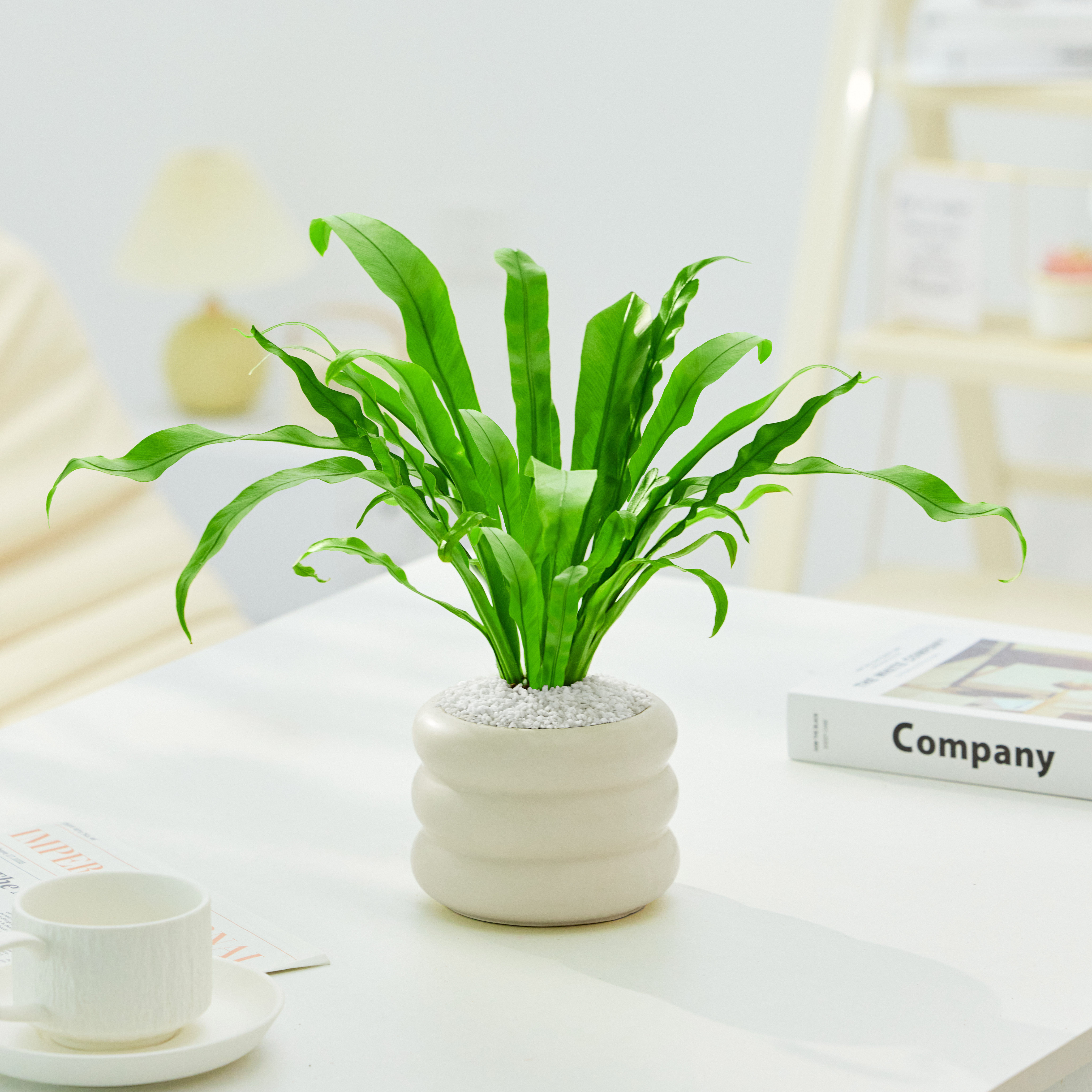 米国万年青圈盆桌面春室发财树内富贵竹米国万年羽办公圈室绿植好