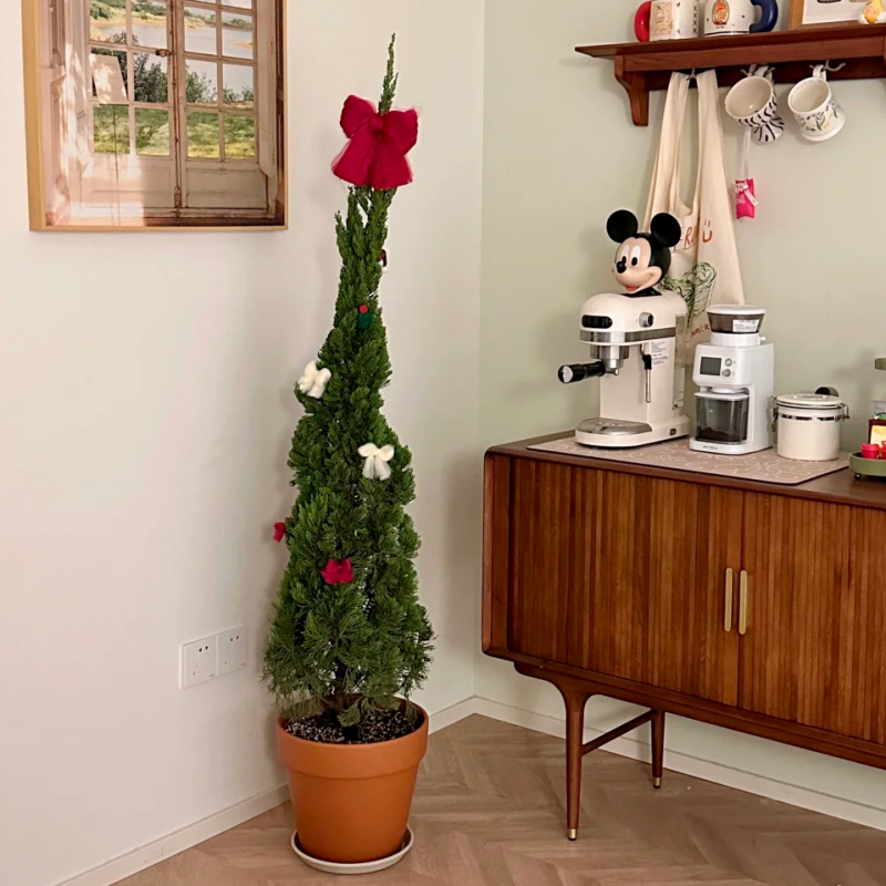 【送货上门】圣诞树真树龙柏